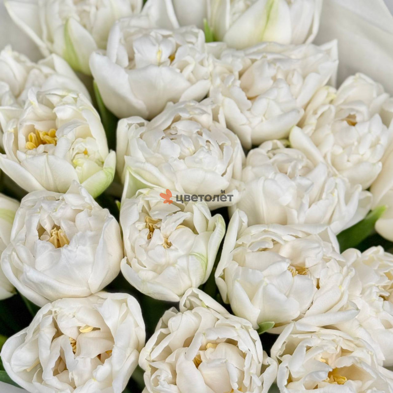 Белые тюльпаны, 25 шт