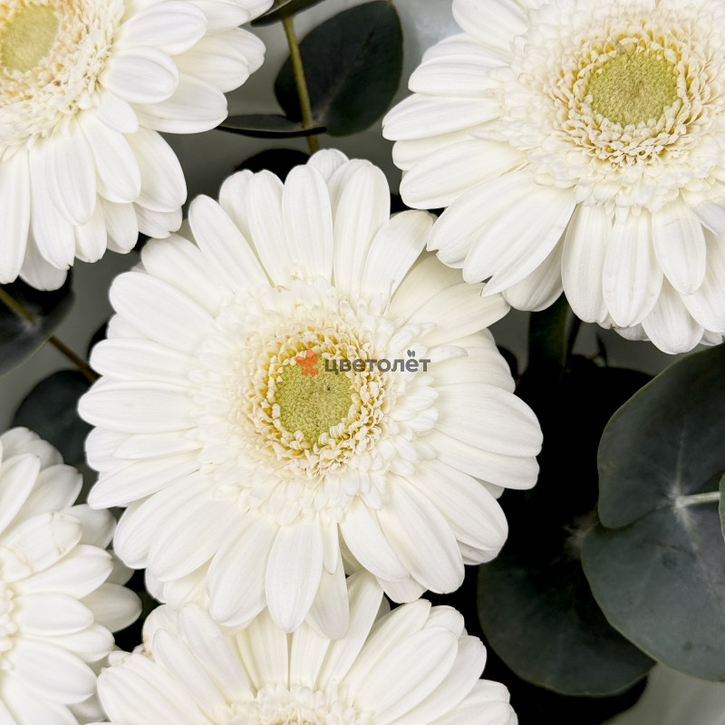 Букет из 5 гербер с эвкалиптом