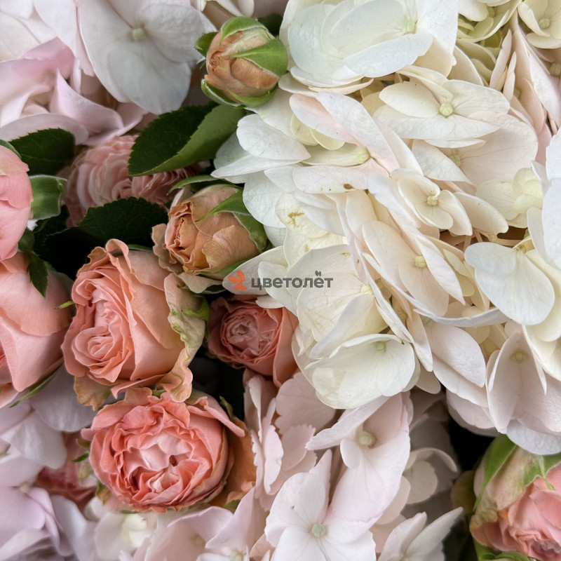 Персиковое Обачко